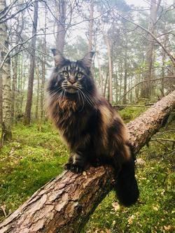 En maine coon-katt sitter på en trestamme i en skog med grønne trær og mose.