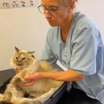 En veterinær undersøker en siamesisk katt i en veterinærklinikk.
