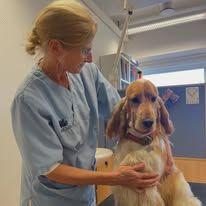 En veterinær undersøker en cocker spaniel i et moderne dyreklinikkmiljø.