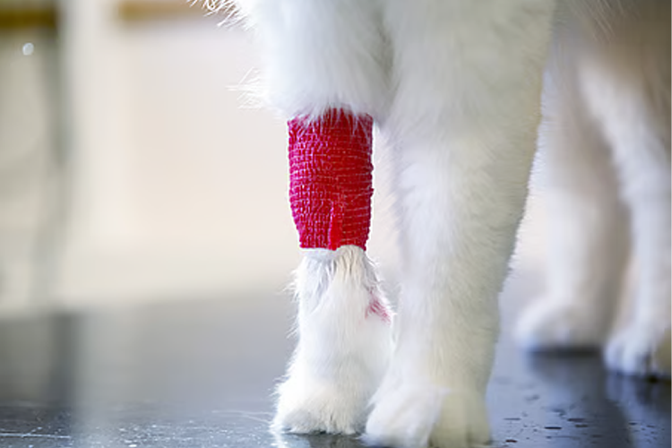 En katt med en rød bandasje rundt beinet står på et gulv.
