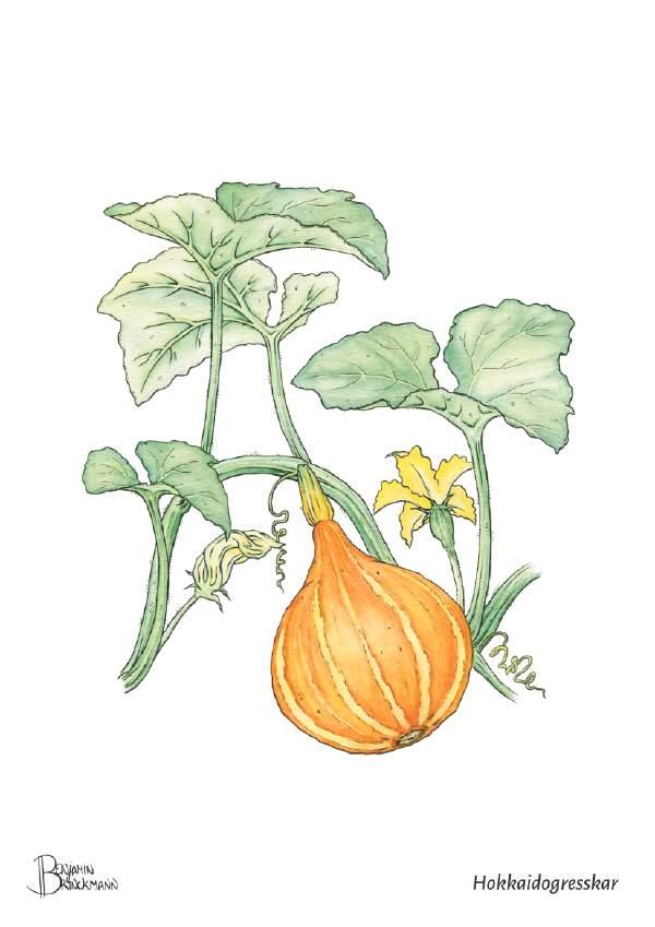 En illustrasjon av en gresskarplante med et gresskar og grønne blader.