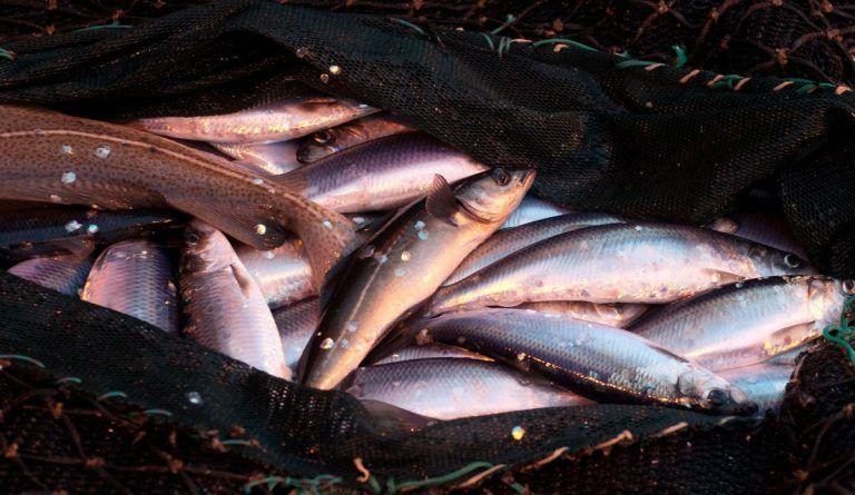 En stor mengde fisk i et nett, med glinsende skinn og varierende størrelser.