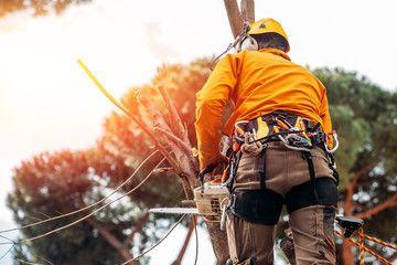 En arborist i oransje jakke klatrer i et tre med verktøy og sikkerhetsutstyr. Sollys skinner gjennom trærne.