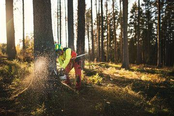 En skogsarbeider i verneutstyr bruker en motorsag til å felle et tre i en solfylt skog.