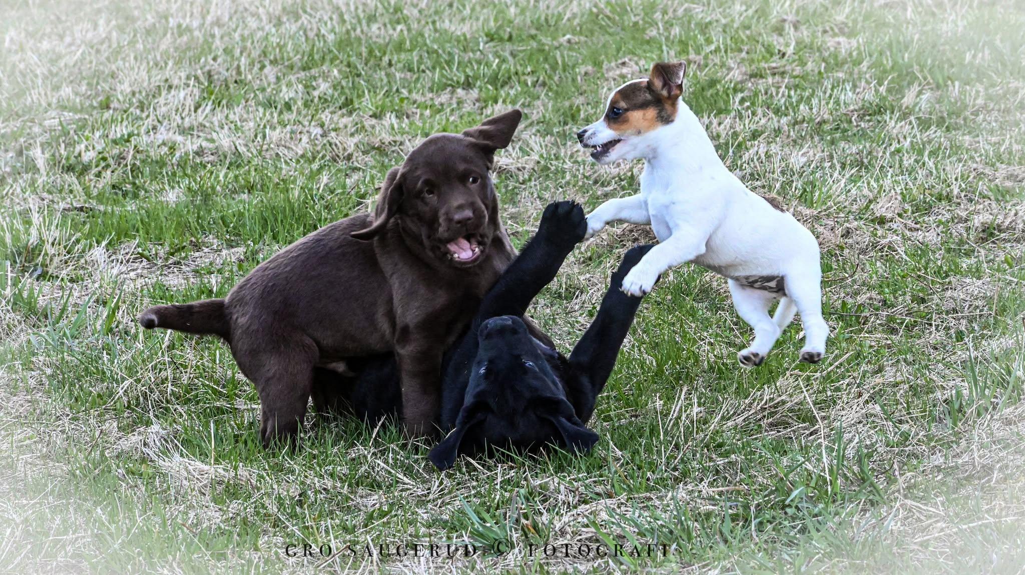 Tre valper leker på en grønn eng, en brun labrador, en svart labrador og en liten hvit hund.