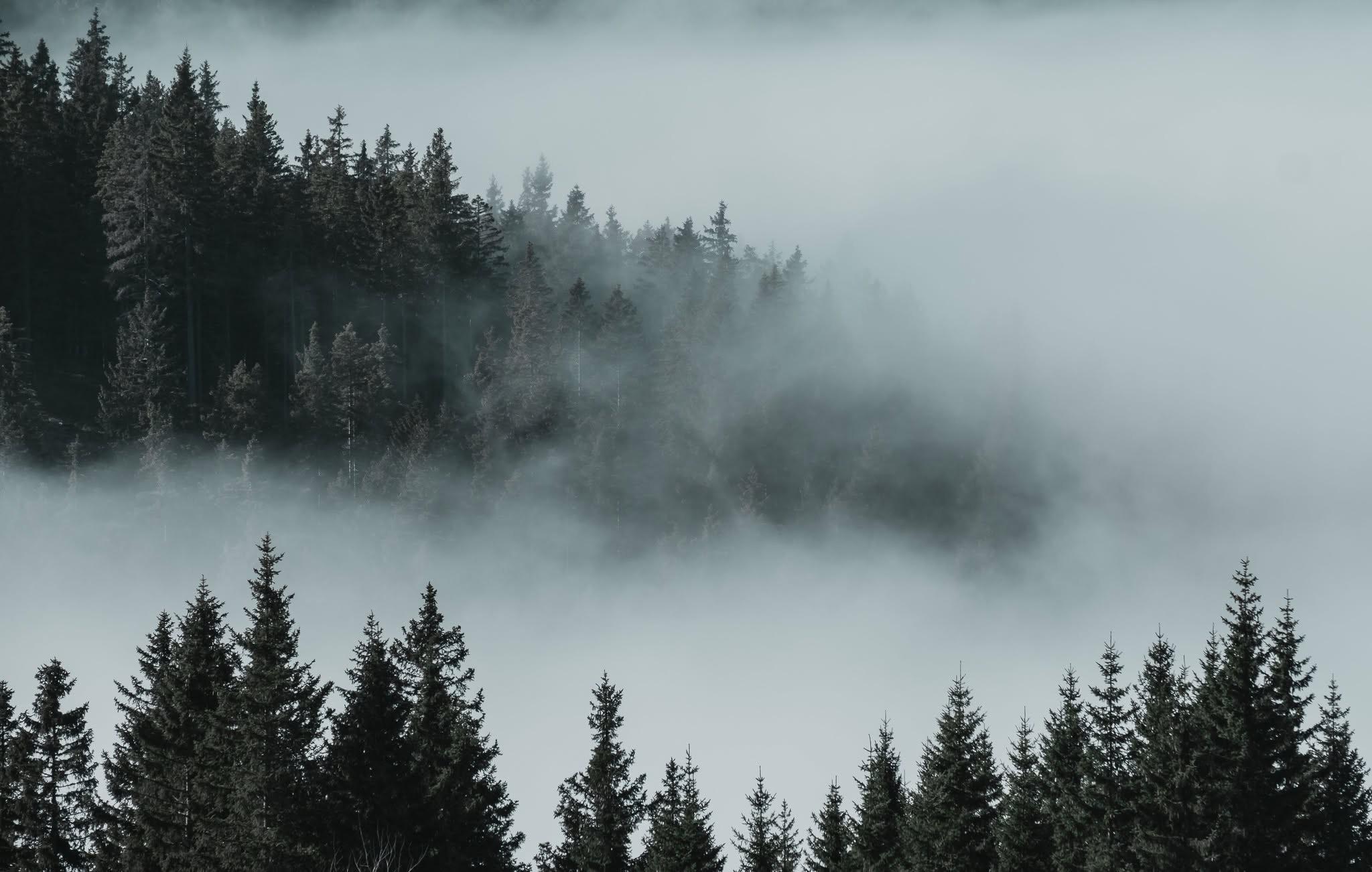 Tåke som svever over en skog med høye grantrær i bakgrunnen.