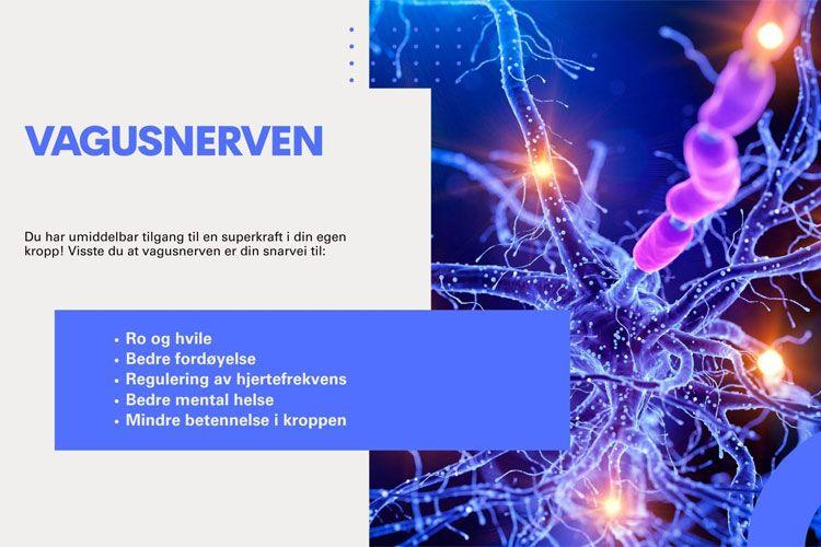 Vagusnerven med synlige nervefibre og synapser, illustrerer dens rolle i kroppens helse og funksjoner.