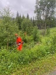 En person i oransje arbeidsklær bruker en gresstrimmer i en grønn skog.