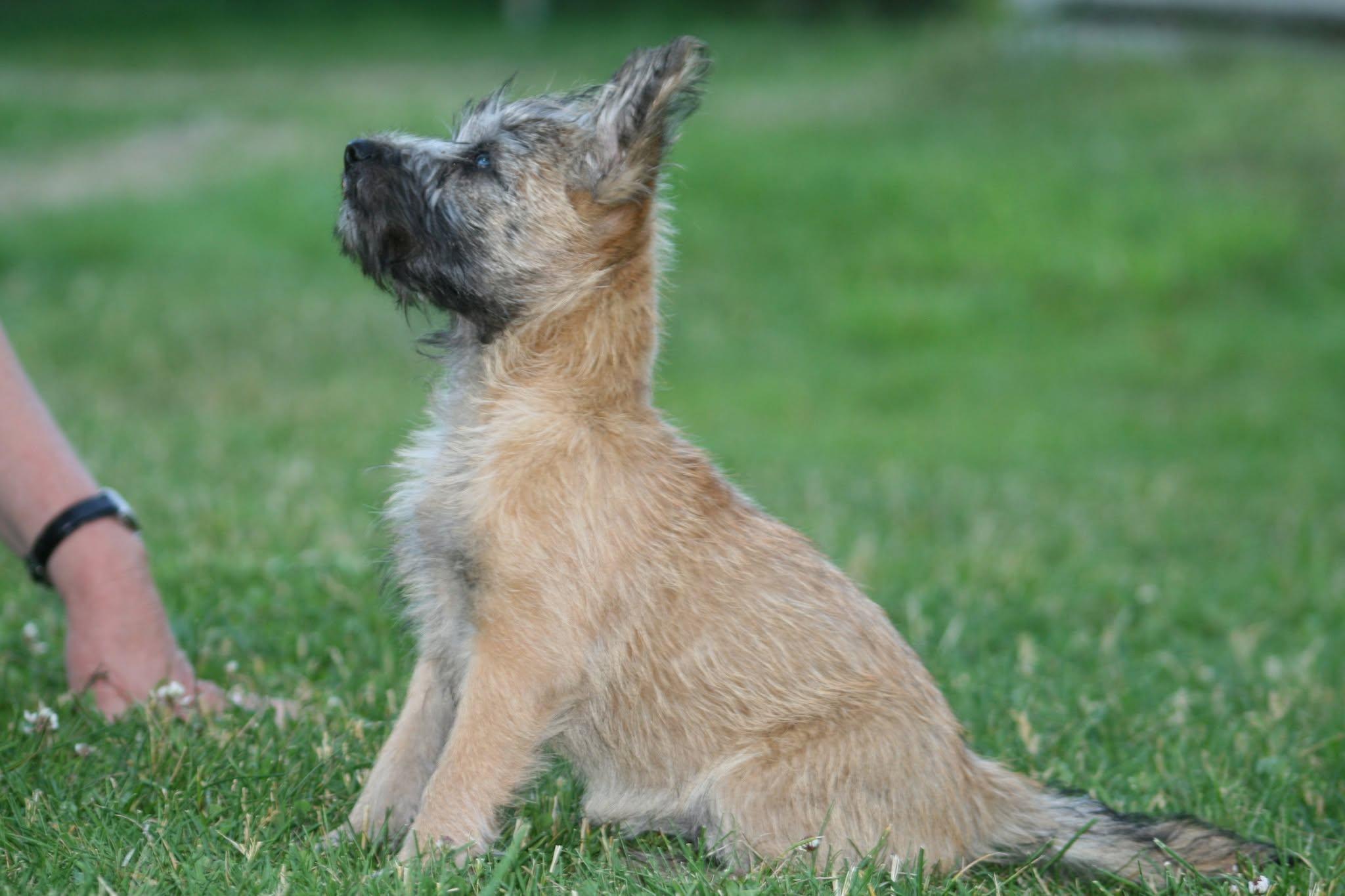En liten hundevalp sitter på gresset med oppmerksomt blikk og bustete pels.