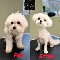 To hunder før og etter grooming, med en hund med lang pels til venstre og en med kort pels til høyre.