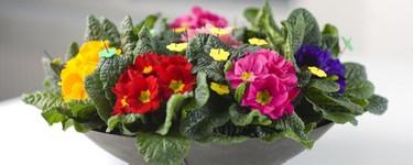 Toppe Blomster Sletten Senter