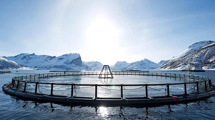 Fiskefarm i en fjord med snødekte fjell i bakgrunnen og sollys som skinner over vannet.