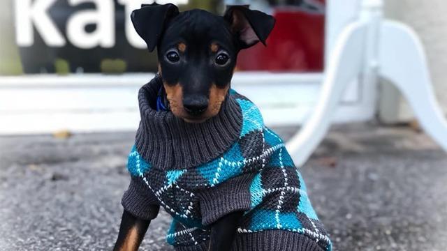 En liten hund i en blå og grå genser sitter på fortauet foran en butikk.