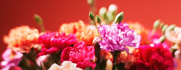 Euroflorist