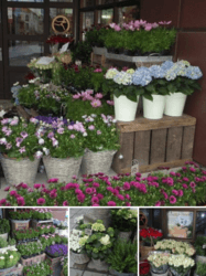blomsterbutikk Nøkkelord